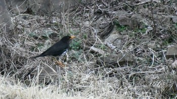 クロツグミ 長野県南佐久 2024年4月18日(木)