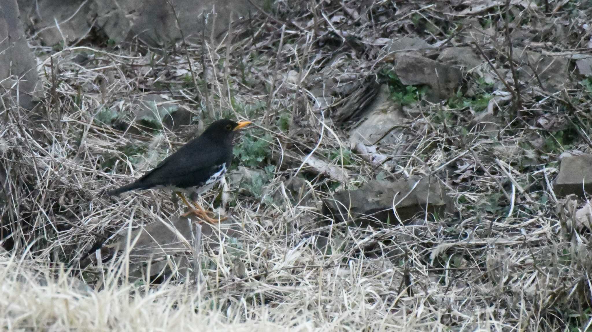 クロツグミ