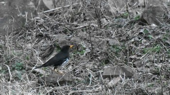 クロツグミ 長野県南佐久 2024年4月18日(木)