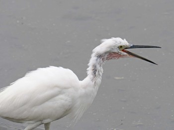 Little Egret Yatsu-higata Thu, 4/18/2024