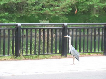 Grey Heron Osaka castle park Thu, 4/18/2024