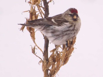 Common Redpoll Makomanai Park Fri, 1/26/2024