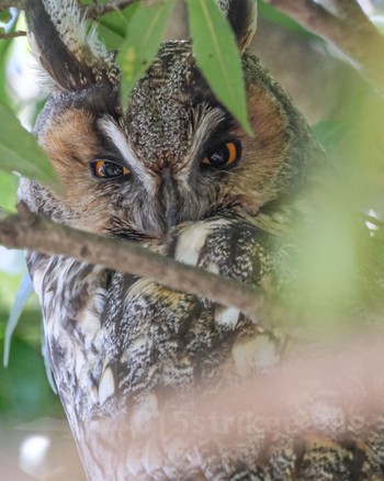 Long-eared Owl Watarase Yusuichi (Wetland) Sun, 2/11/2024