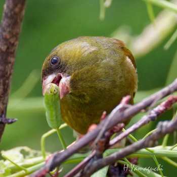 Grey-capped Greenfinch 行徳野鳥観察舎付近 Sun, 4/7/2024