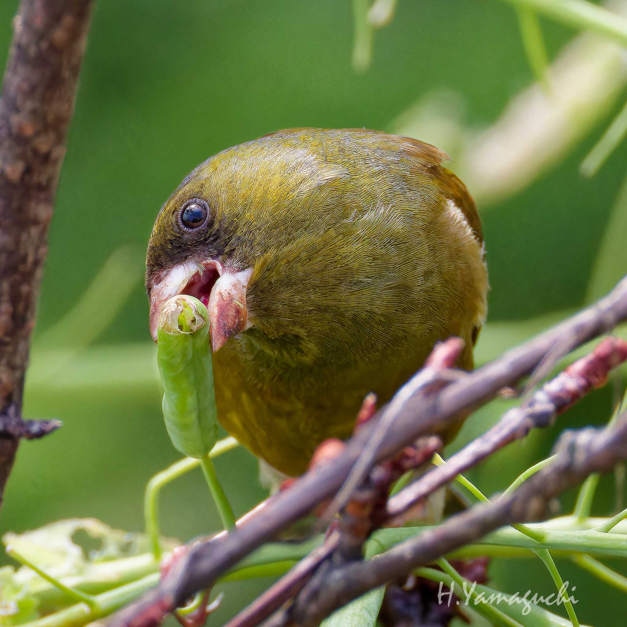 Photo of Grey-capped Greenfinch at 行徳野鳥観察舎付近 by intasumo