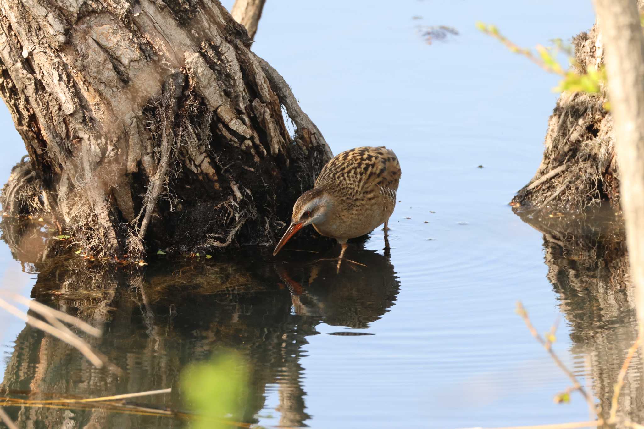 Photo of Brown-cheeked Rail at 勅使池(豊明市) by OHモリ