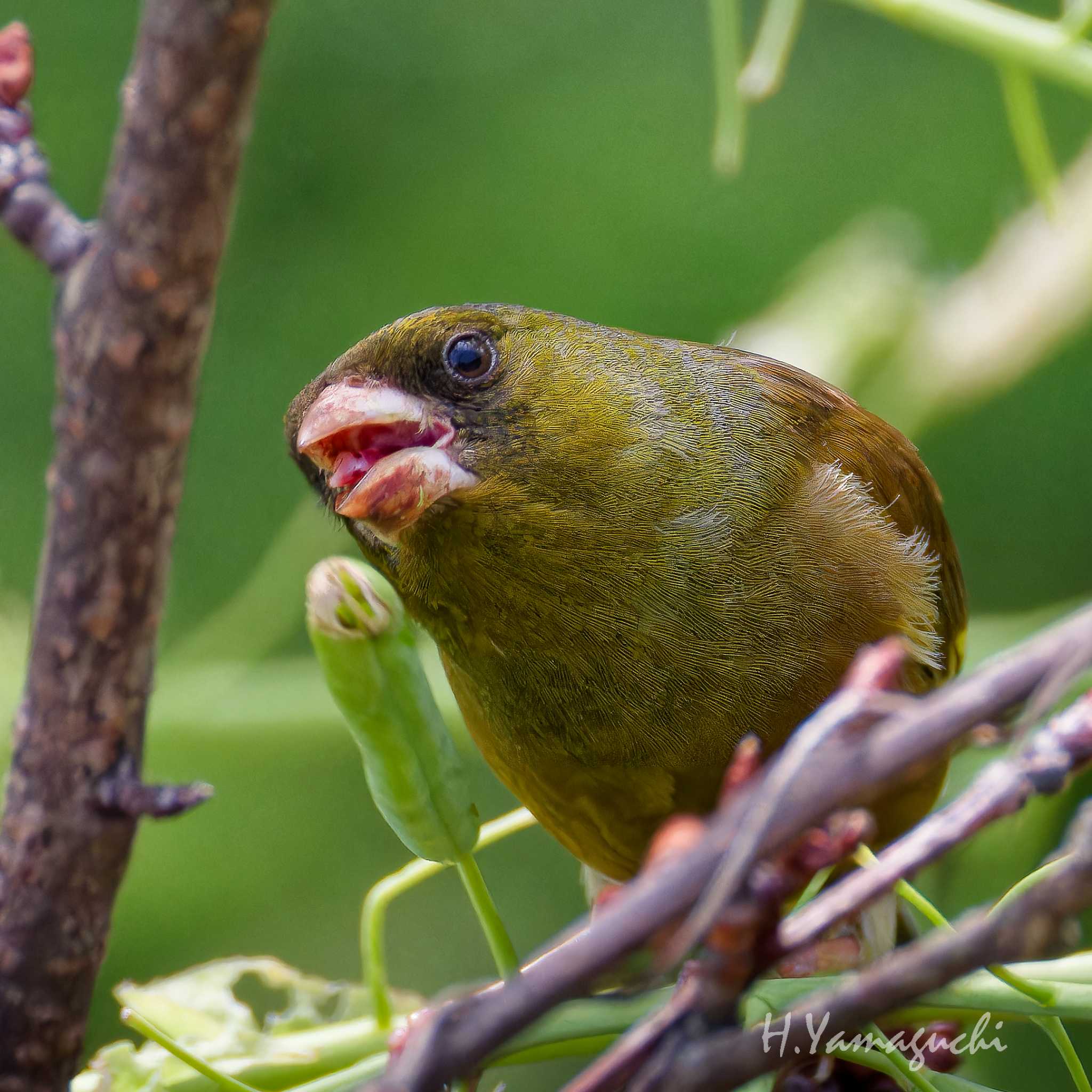 Photo of Grey-capped Greenfinch at 行徳野鳥観察舎付近 by intasumo