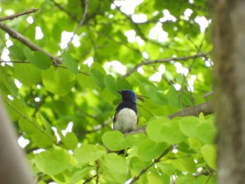 Blue-and-white Flycatcher Showa Kinen Park Thu, 4/18/2024