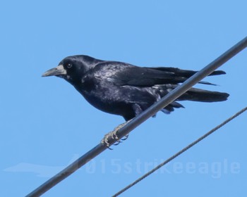 Rook 群馬県 Fri, 2/16/2024