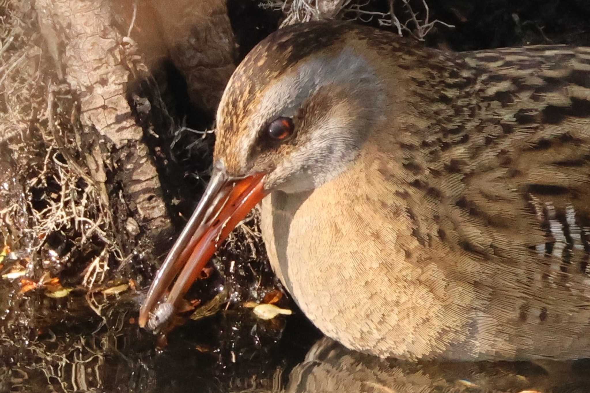 Brown-cheeked Rail