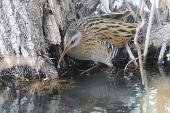 Brown-cheeked Rail 勅使池(豊明市) Sun, 4/14/2024