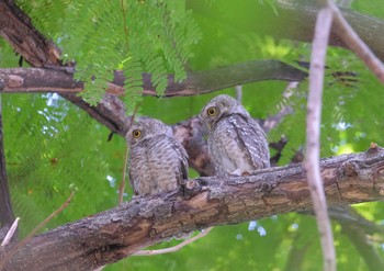 Spotted Owlet Wachirabenchathat Park(Suan Rot Fai) Wed, 4/17/2024