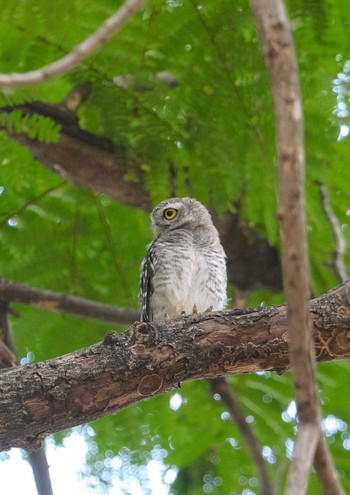 Spotted Owlet Wachirabenchathat Park(Suan Rot Fai) Wed, 4/17/2024