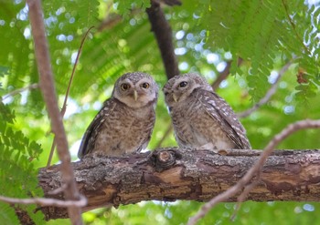 Spotted Owlet Wachirabenchathat Park(Suan Rot Fai) Wed, 4/17/2024