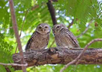 2024年4月17日(水) Wachirabenchathat Park(Suan Rot Fai)の野鳥観察記録