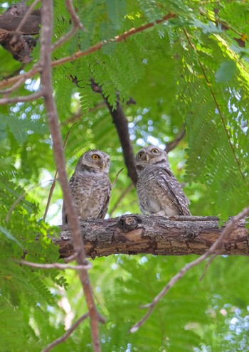 Spotted Owlet Wachirabenchathat Park(Suan Rot Fai) Wed, 4/17/2024