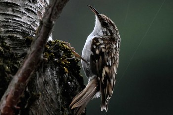 Eurasian Treecreeper Saitama Prefecture Forest Park Tue, 4/16/2024