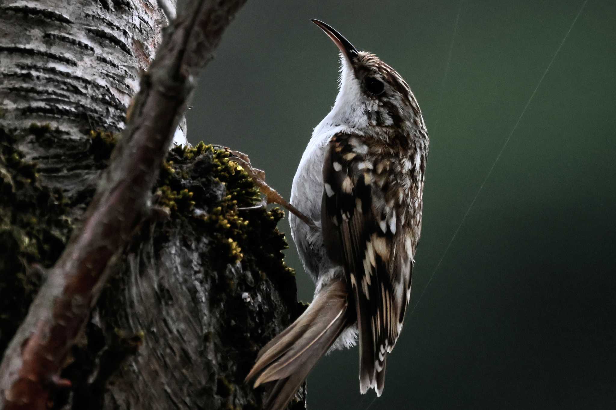 Photo of Eurasian Treecreeper at Saitama Prefecture Forest Park by ひろ