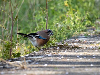 Eurasian Jay 高崎自然の森 Sun, 4/14/2024