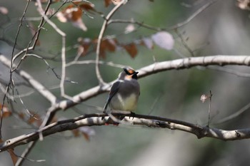 Japanese Waxwing 磯川緑地公園(栃木県) Sat, 3/16/2024