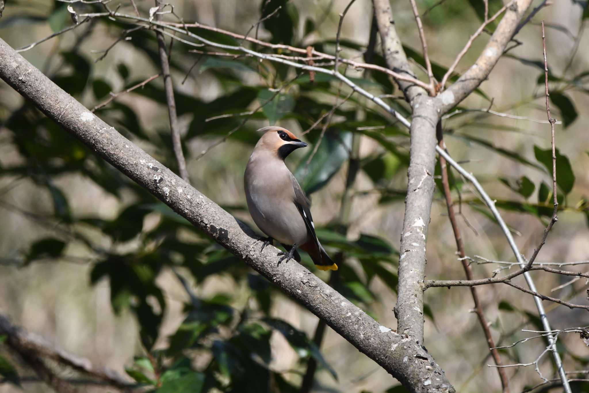 Photo of Bohemian Waxwing at 磯川緑地公園(栃木県) by すずめのお宿