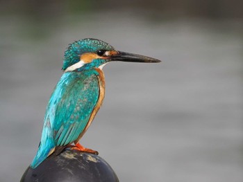 Common Kingfisher 境川遊水地公園 Sun, 4/7/2024