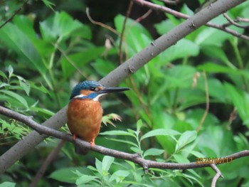 カワセミ 都内公園 2024年4月17日(水)