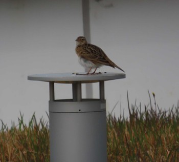 Eurasian Skylark 東京湾 Thu, 4/18/2024