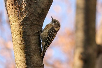 2018年12月26日(水) 三ツ池公園(横浜市鶴見区)の野鳥観察記録