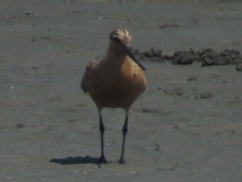 Bar-tailed Godwit Sambanze Tideland Sun, 4/14/2024