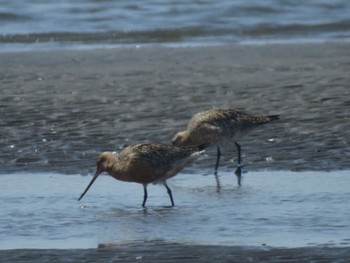 オオソリハシシギ ふなばし三番瀬海浜公園 2024年4月14日(日)