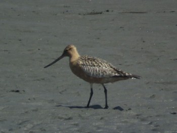 Bar-tailed Godwit Sambanze Tideland Sun, 4/14/2024