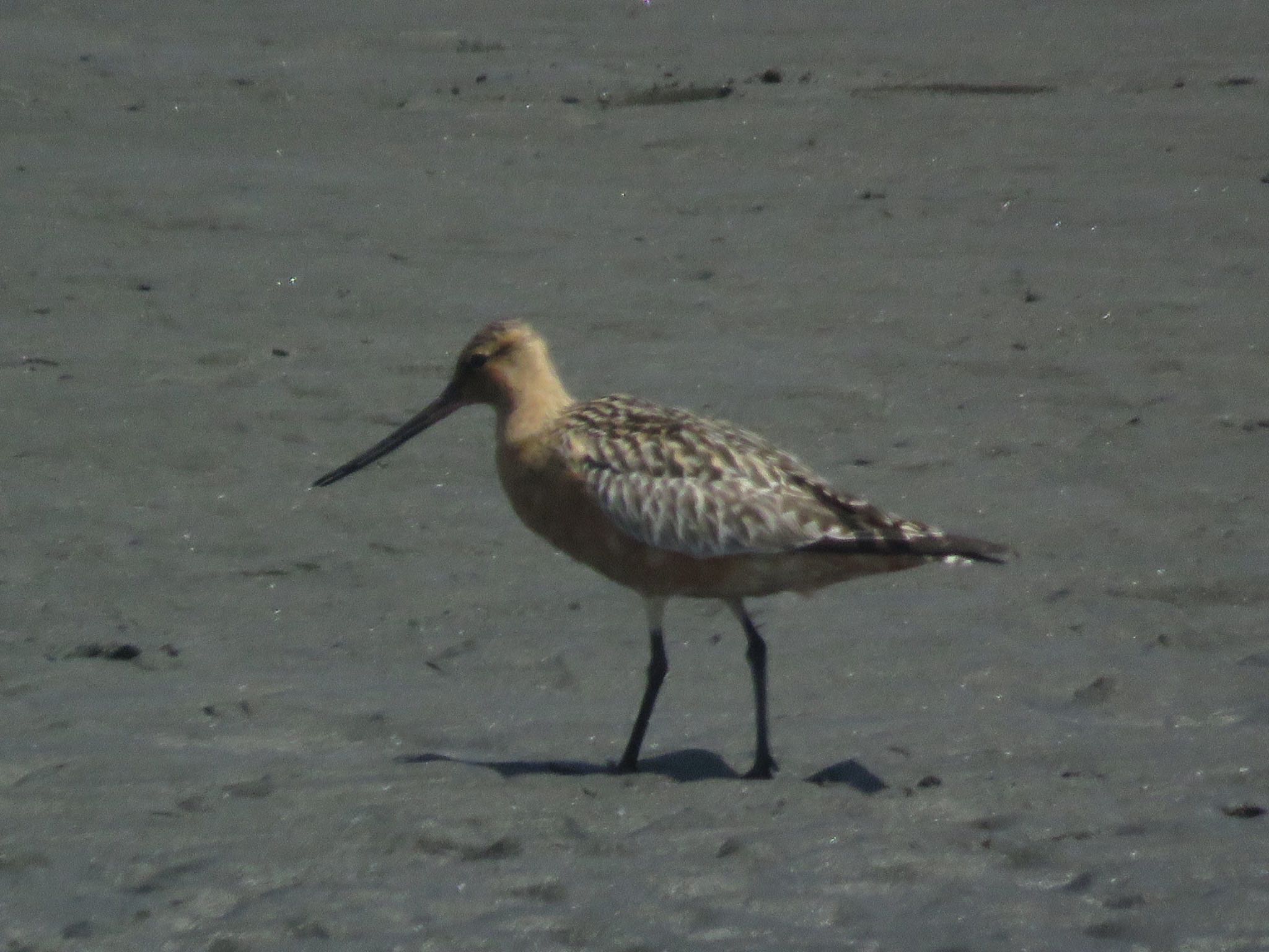 Photo of Bar-tailed Godwit at Sambanze Tideland by me.tdkr♪