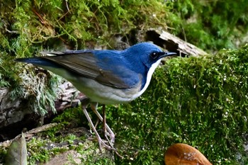 Siberian Blue Robin 福岡県福岡市 Thu, 4/18/2024