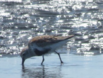 Dunlin Sambanze Tideland Sun, 4/14/2024