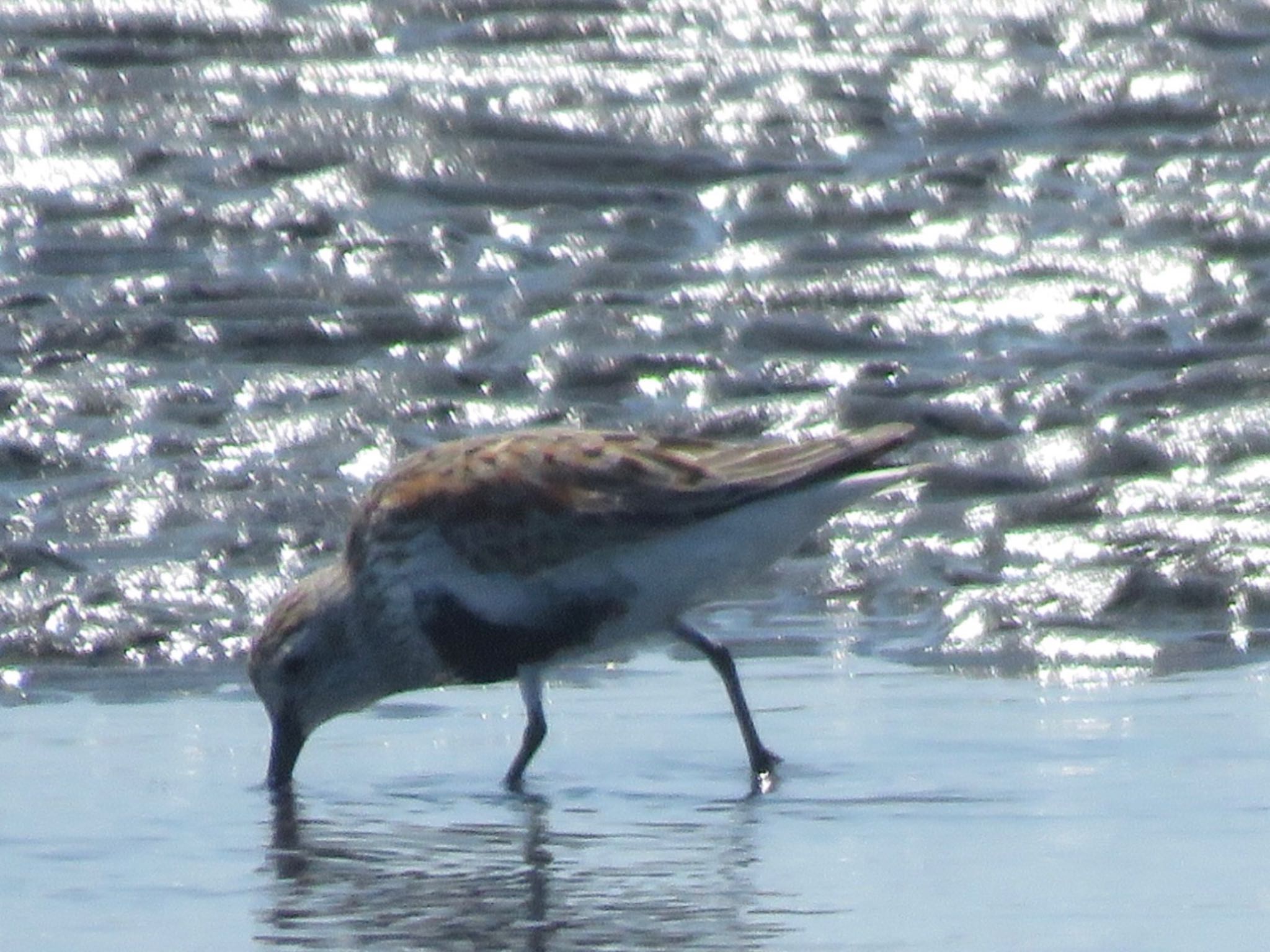 Photo of Dunlin at Sambanze Tideland by me.tdkr♪