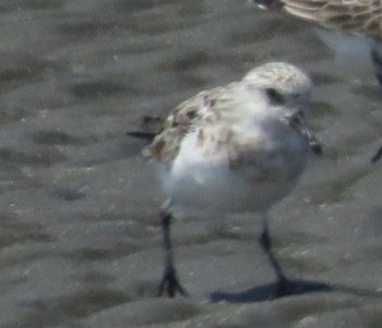 Sanderling Sambanze Tideland Sun, 4/14/2024