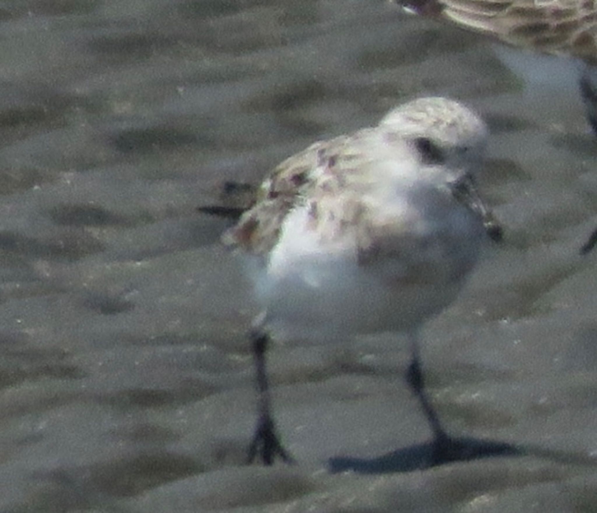 Sanderling