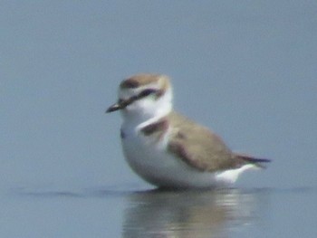 Kentish Plover Sambanze Tideland Sun, 4/14/2024