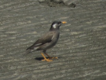 White-cheeked Starling Sambanze Tideland Sun, 4/14/2024