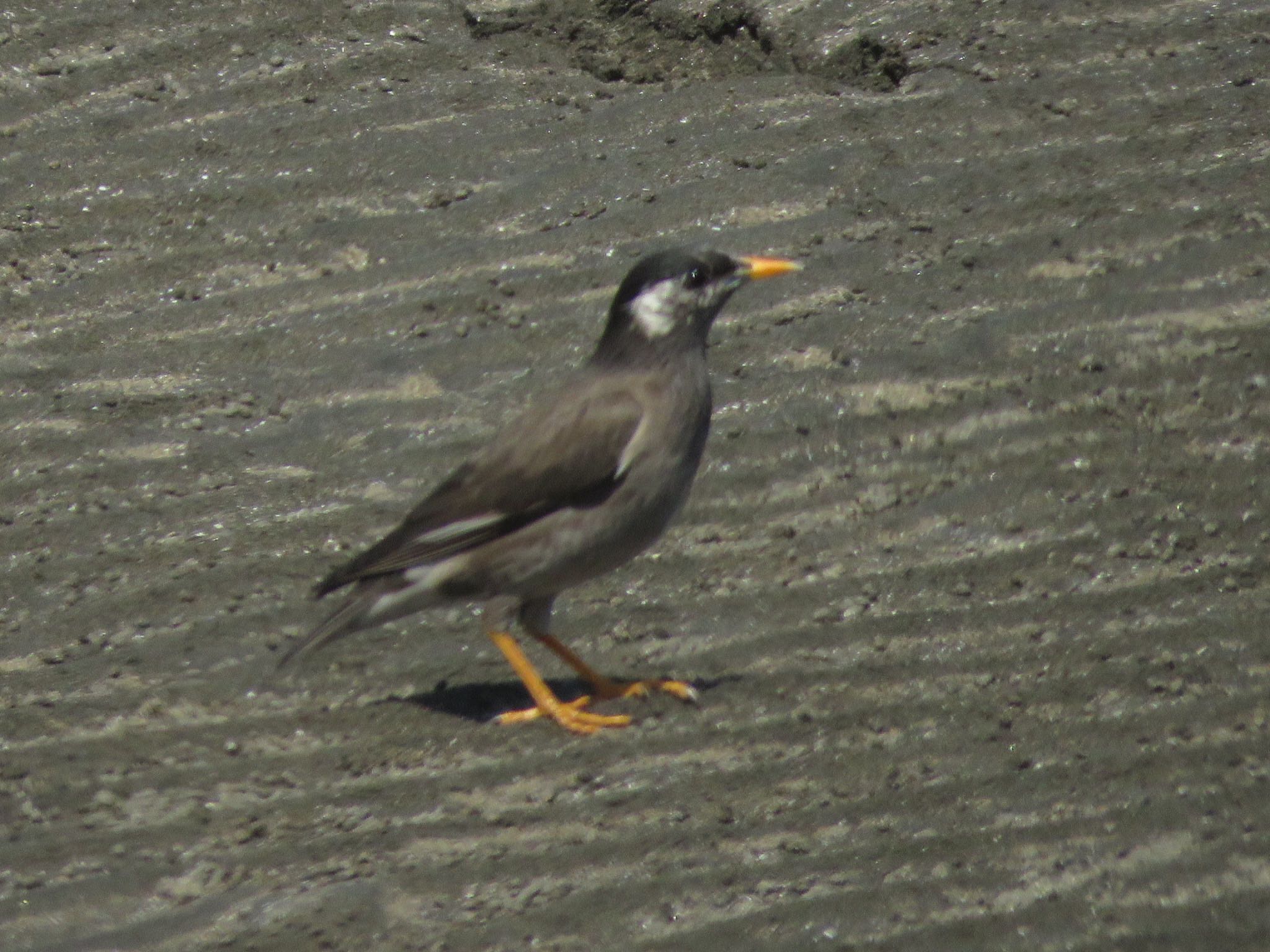 White-cheeked Starling