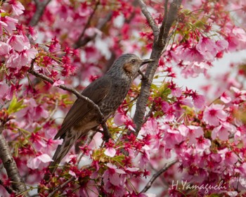 Brown-eared Bulbul 行徳野鳥観察舎付近 Sun, 4/7/2024