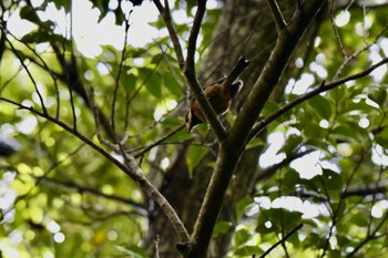 Varied Tit(amamii) Unknown Spots Sat, 4/6/2024