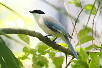 Azure-winged Magpie 仙台堀川公園(江東区) Sun, 4/14/2024