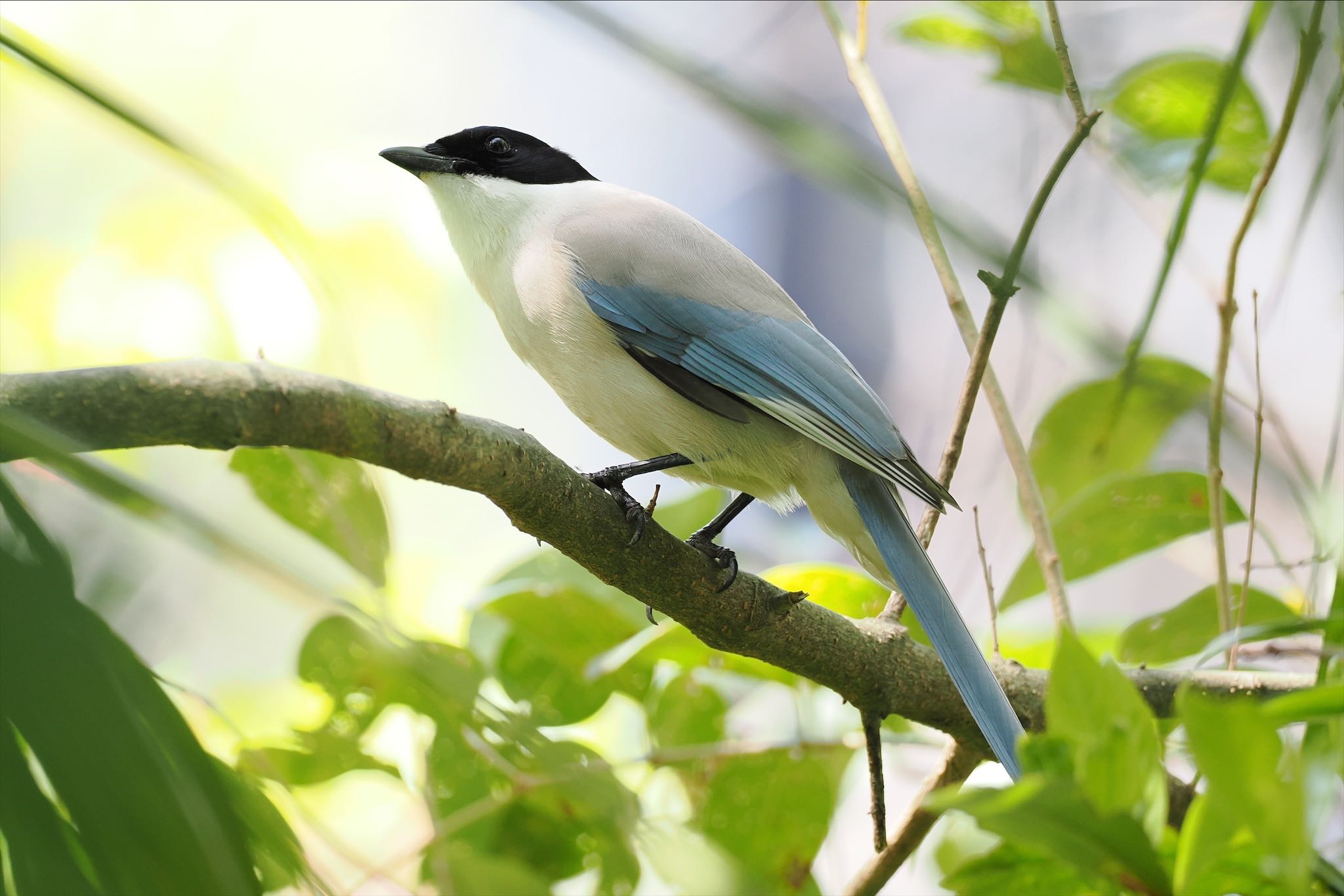 Photo of Azure-winged Magpie at 仙台堀川公園(江東区) by とりとり