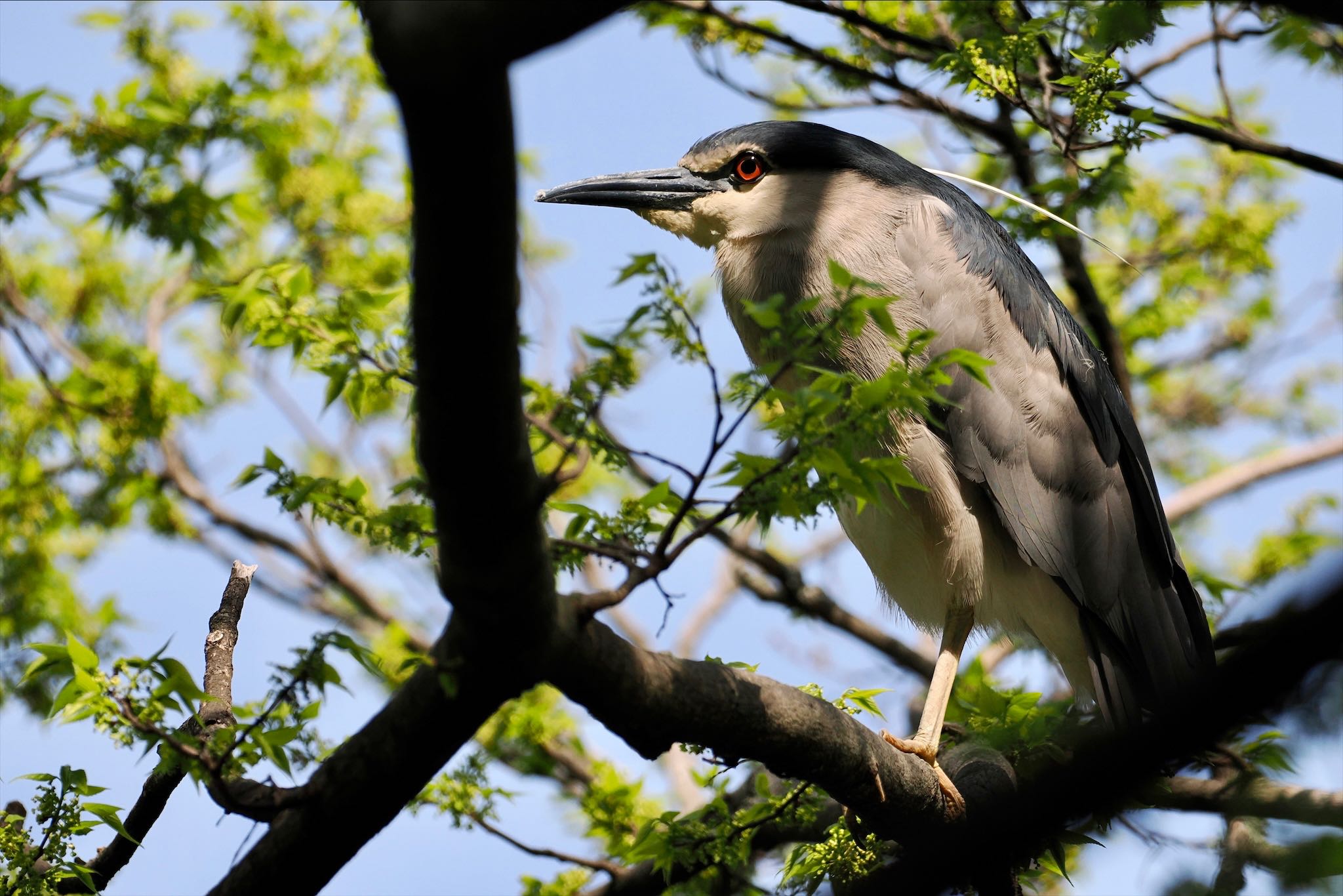 Photo of Black-crowned Night Heron at 横十間川親水公園(東京都江東区) by とりとり