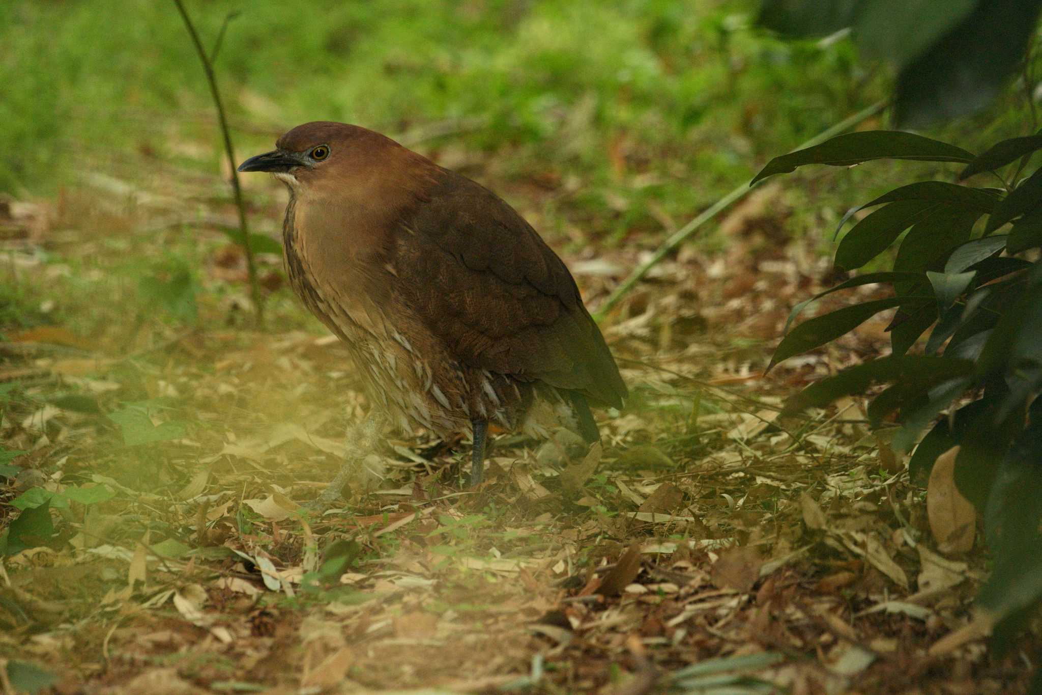 Photo of Japanese Night Heron at Ukima Park by morinokotori