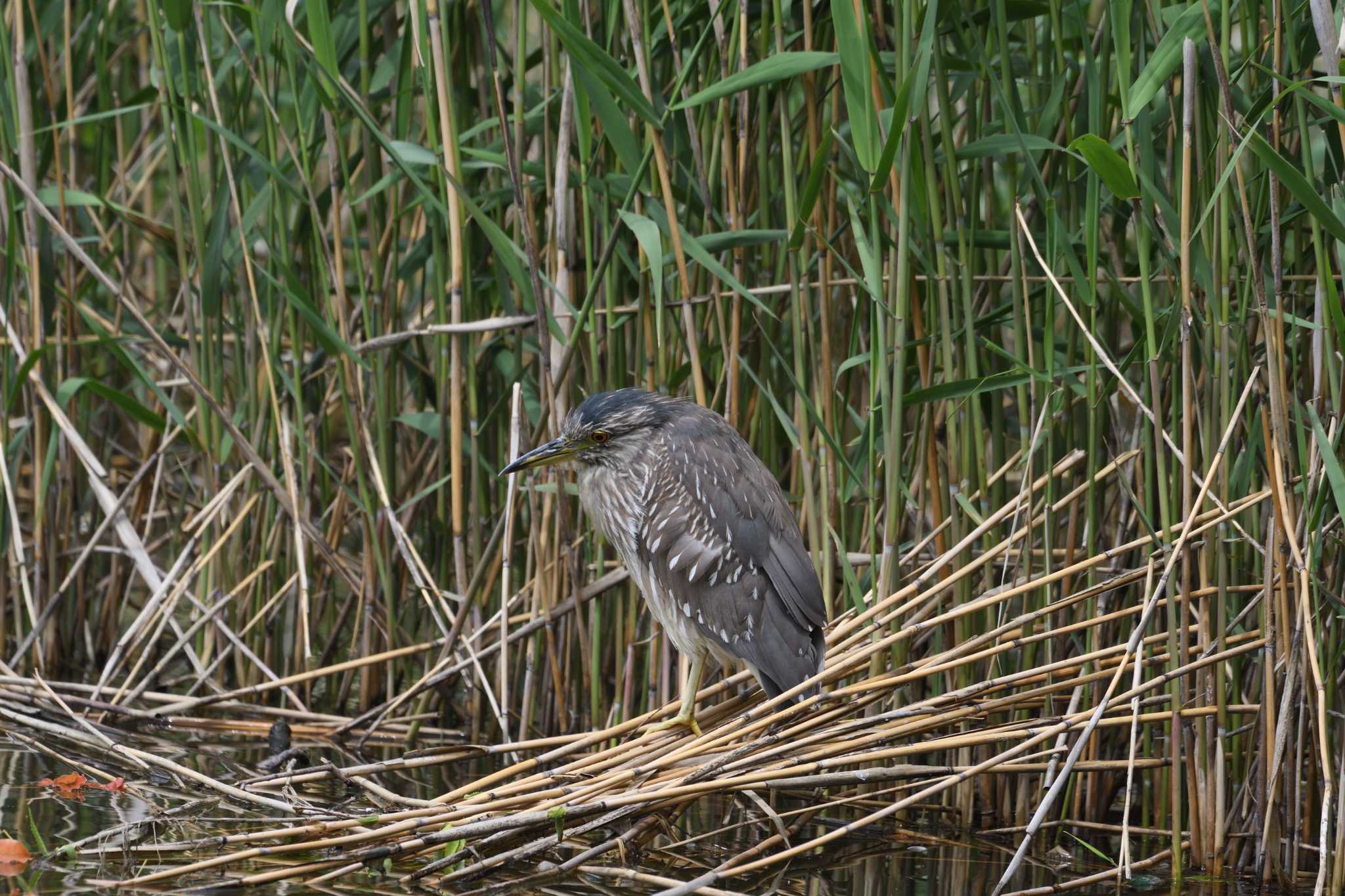 Black-crowned Night Heron