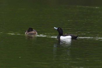 キンクロハジロ 都立浮間公園 2024年4月18日(木)