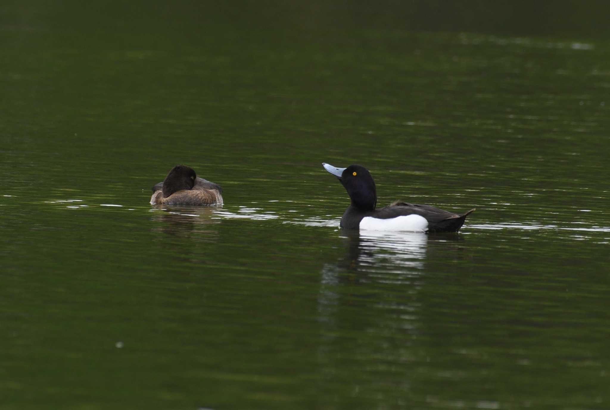 Photo of Tufted Duck at Ukima Park by morinokotori